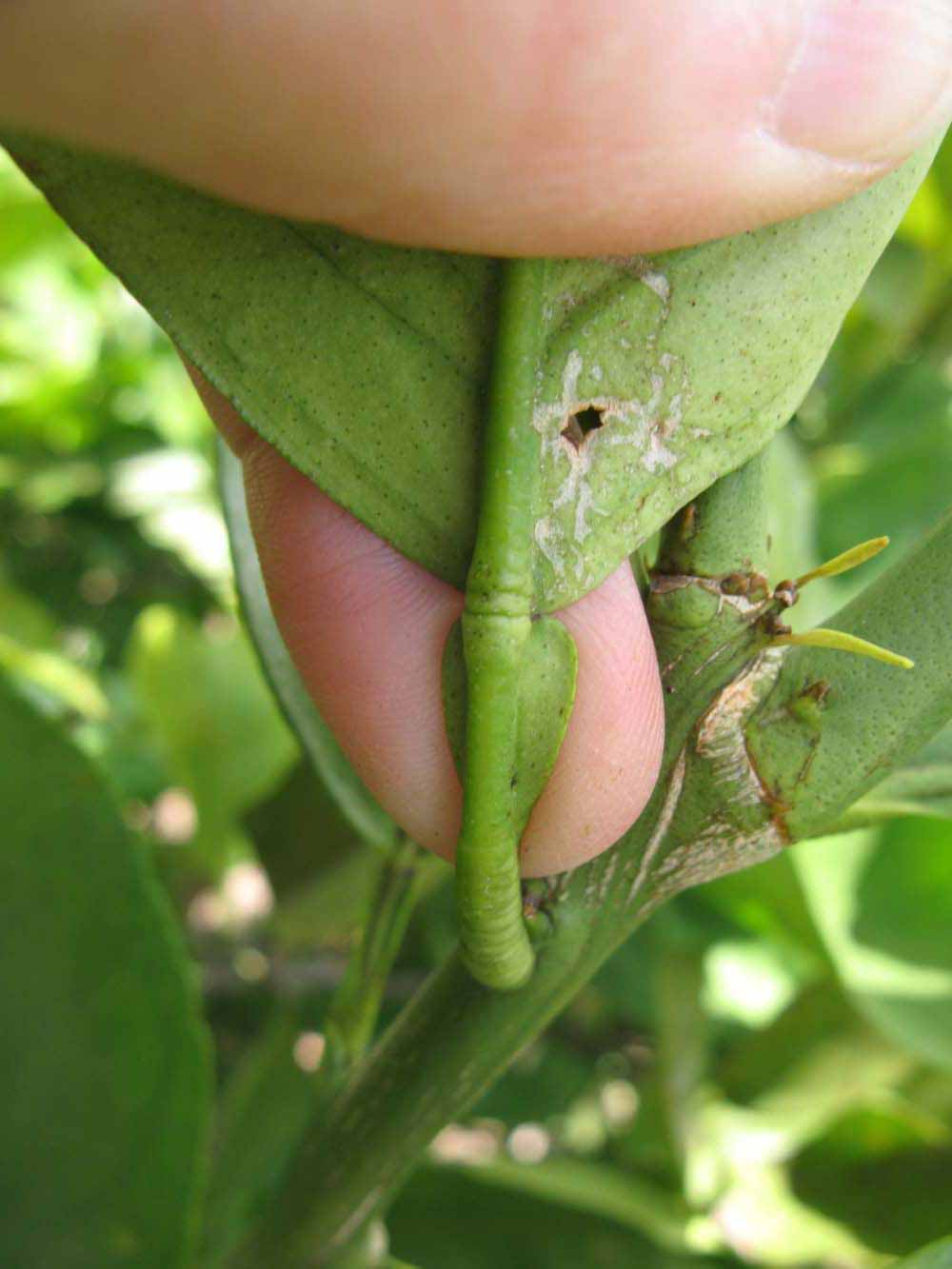              Petiole (Winter Haven, FL)       